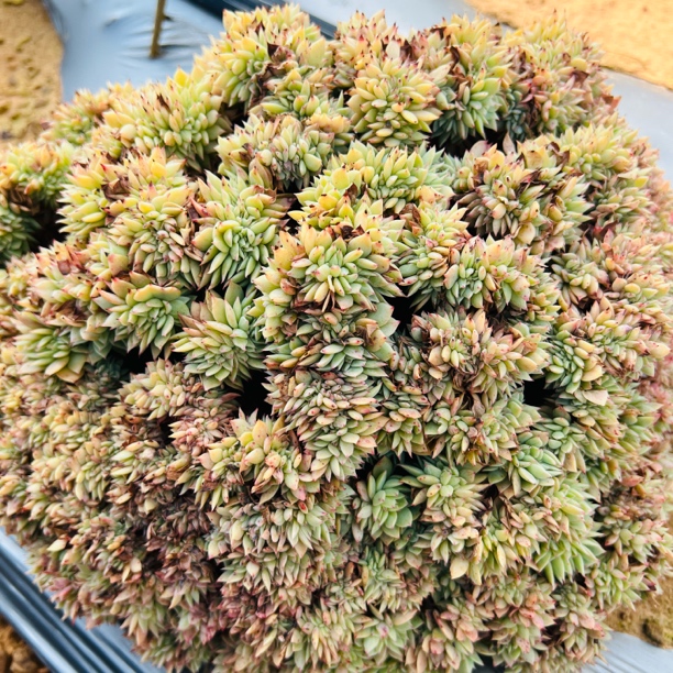 地栽三色堇全缀化25CM➕ 多肉植物