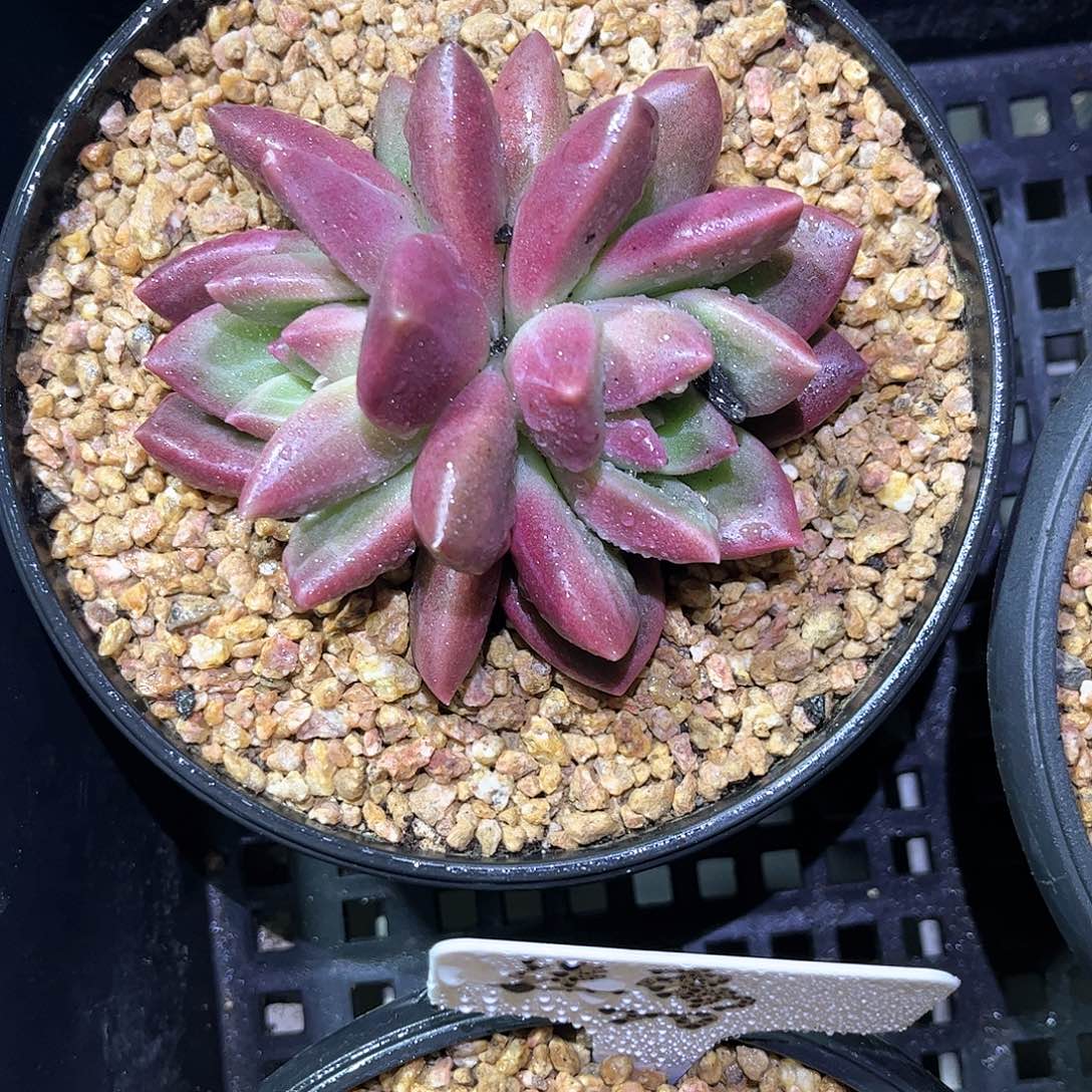 迷雾泡泡2号一物一拍