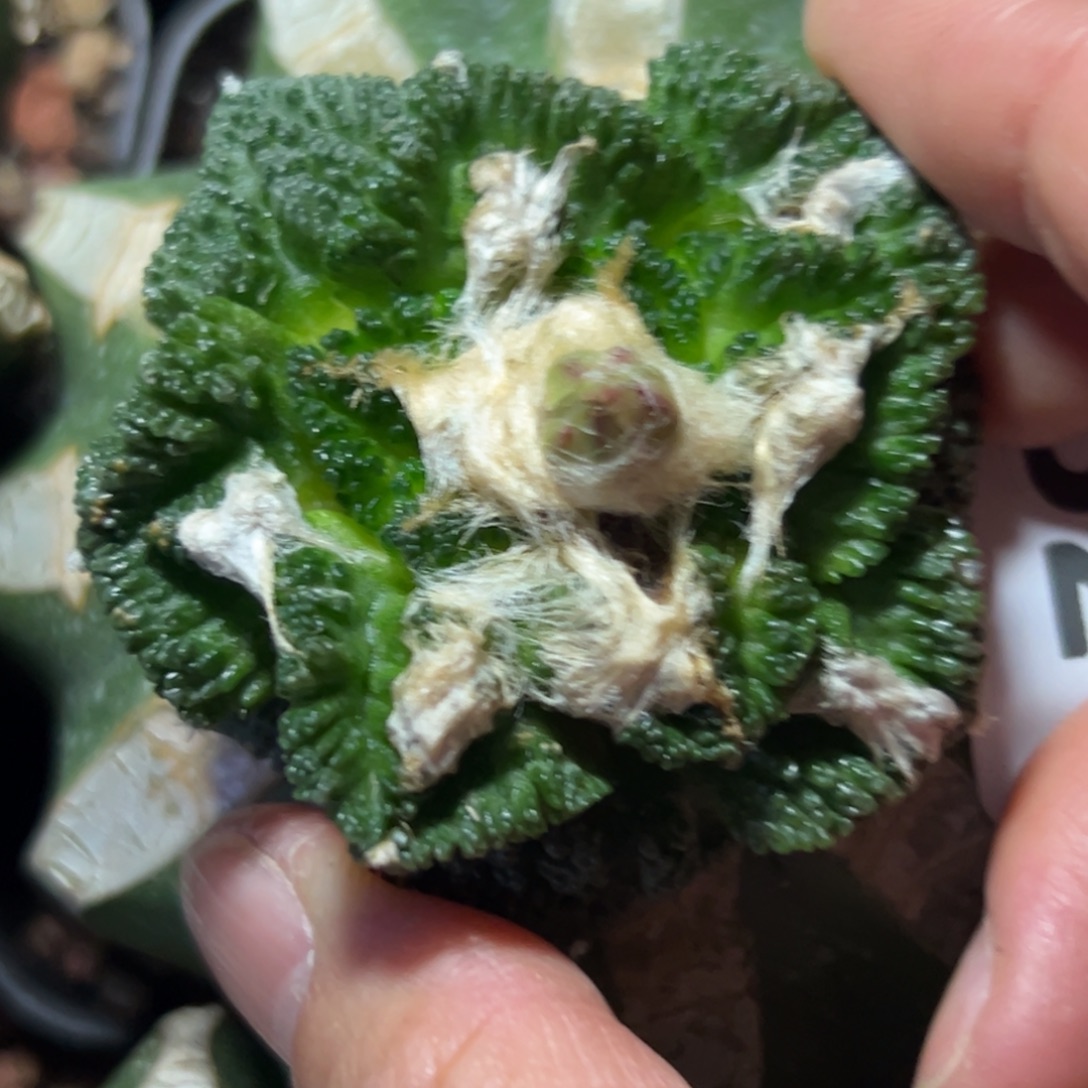 132 仙人球的比赛将于