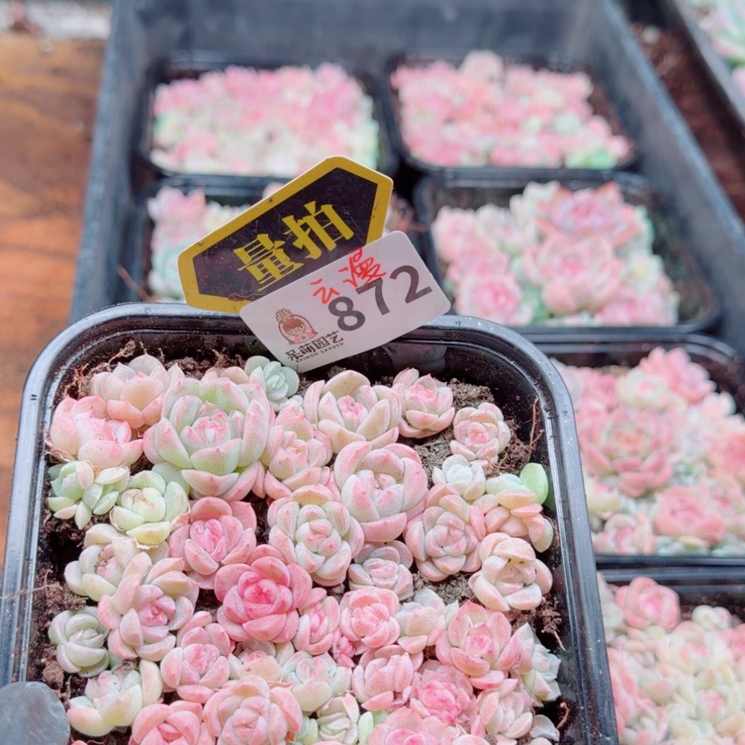 多肉植物多肉的植物