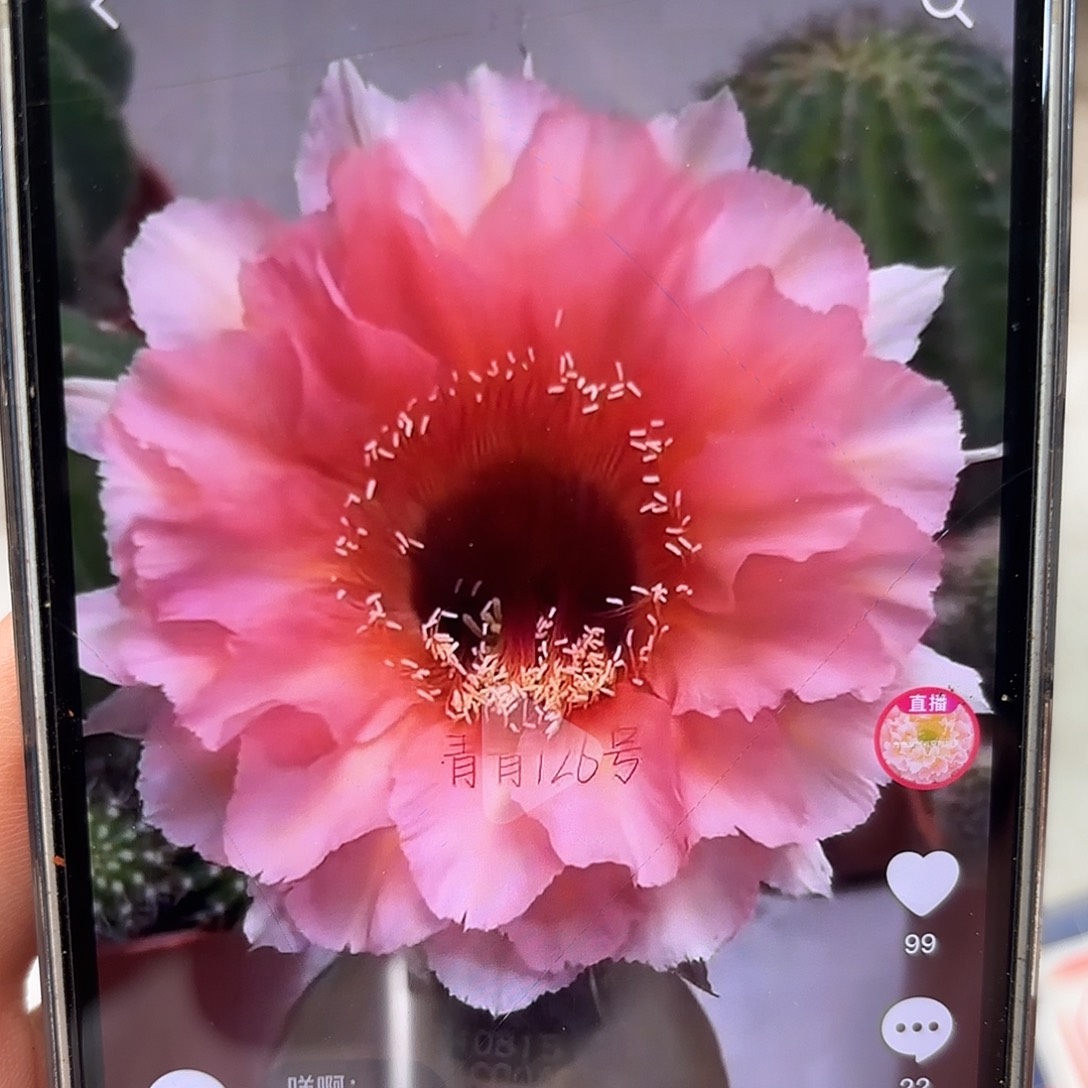 彩草126号5.5公分左右