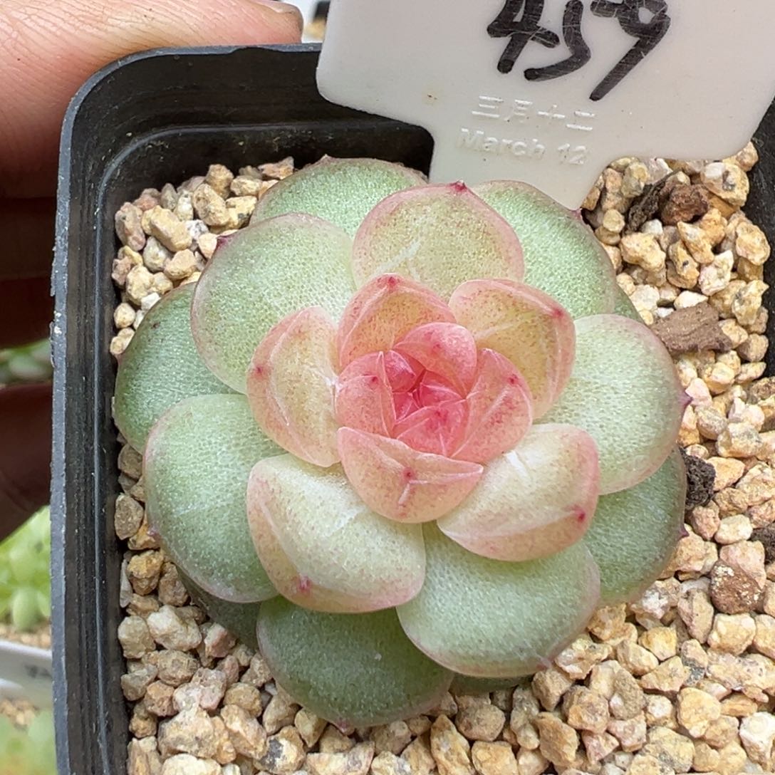 459号风花雪月系列仙音