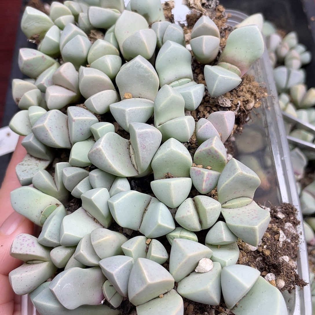 龙***）45000000花花花花花花
