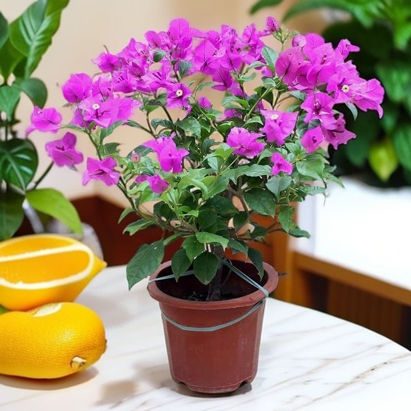 三角梅老庄盆栽室内外皆可种植【运输途中接受掉花掉叶】