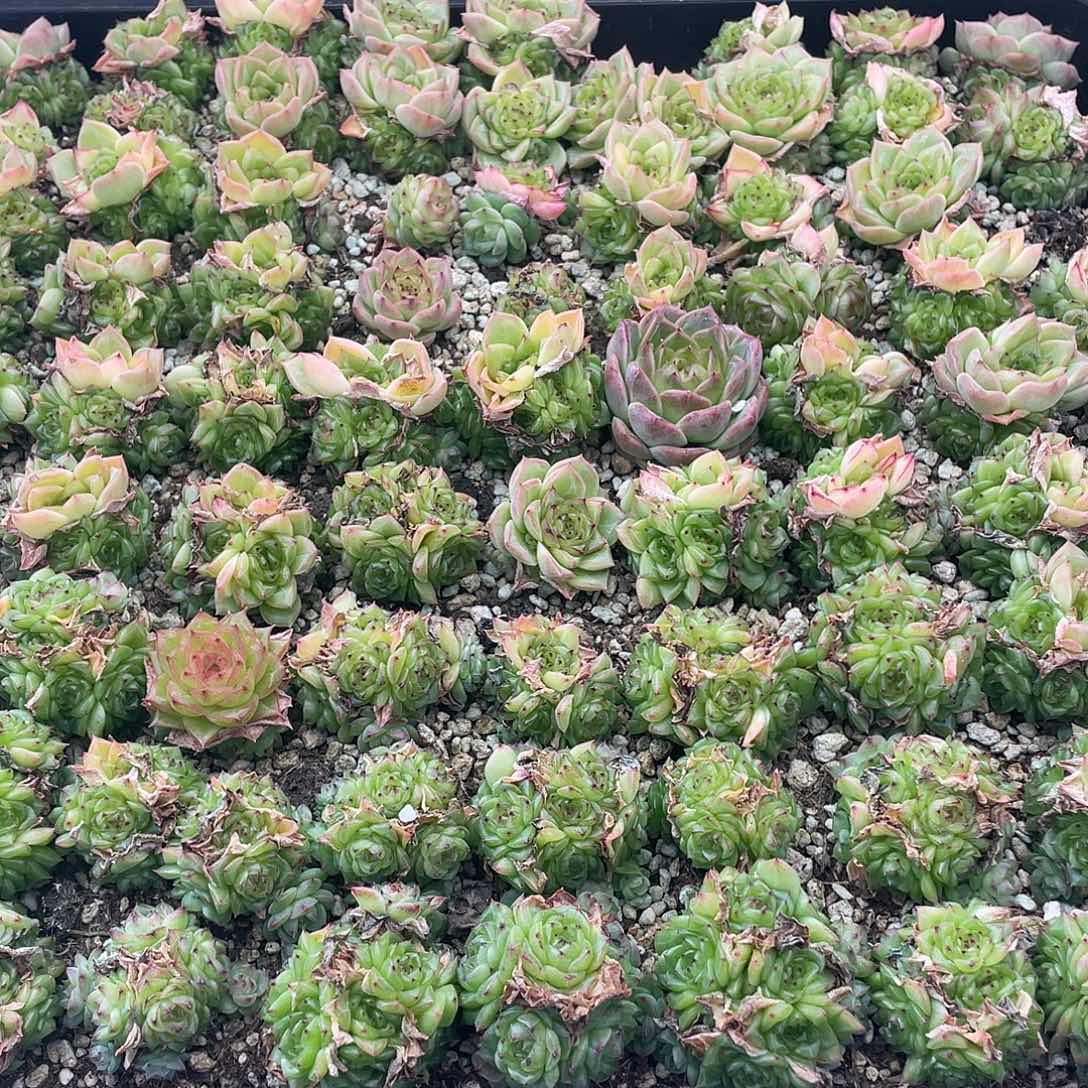 云糖心多肉植物550