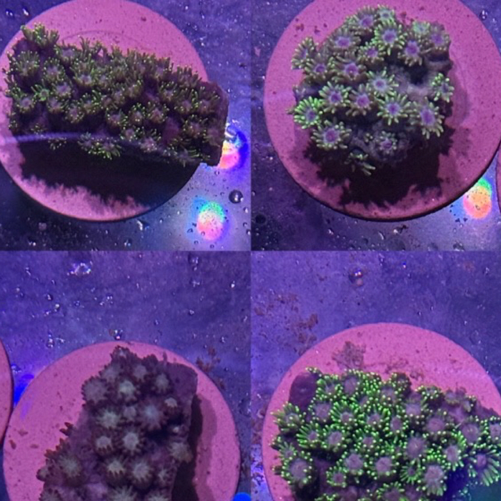 花花珊瑚补差价！
