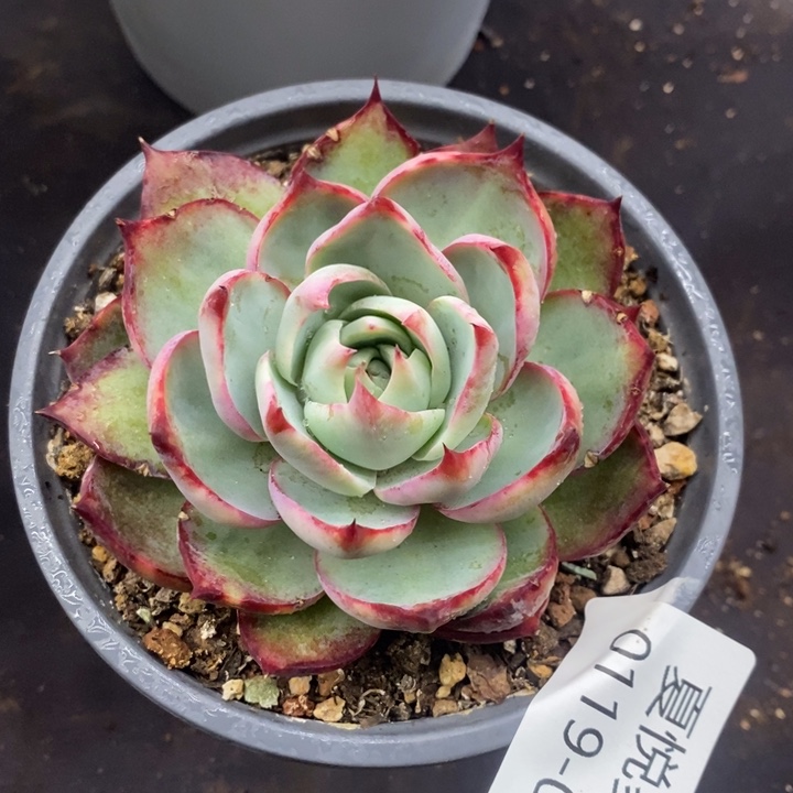 夏悦多肉 0119-99惊鸿仙子