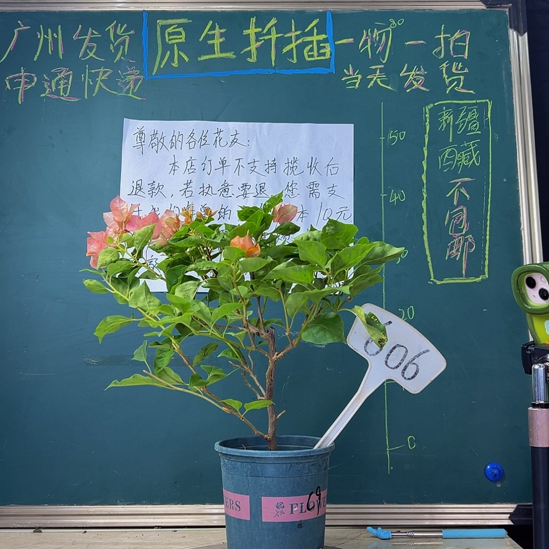 当前无花栽培后可以开花  橙九月  606