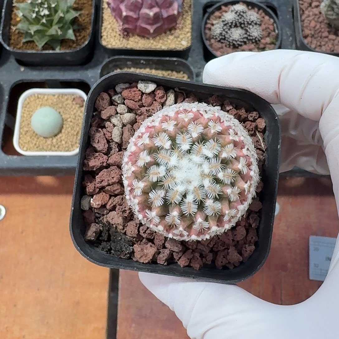 丫***活海胆娇丽仙人球153