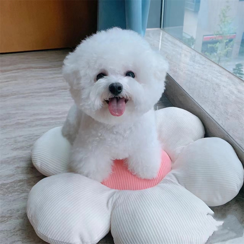 纯种比熊幼犬宠物狗狗活体小狗活物幼崽