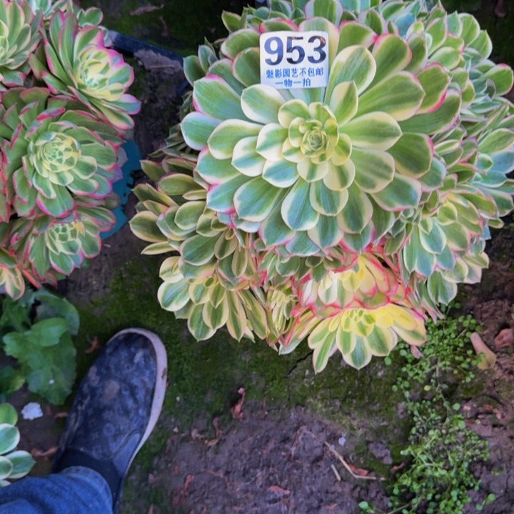 海王花27-18包邮花花