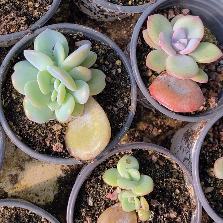 魔***光奶茶一颗1111111111