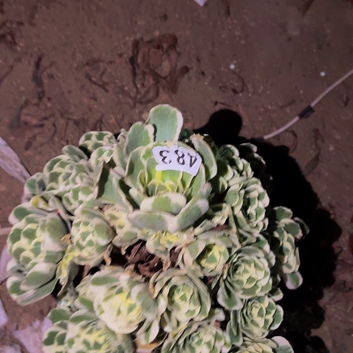 483迈巴赫多肉植物