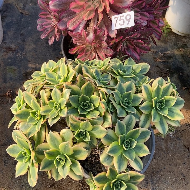 星爆 红同白特价不包断759