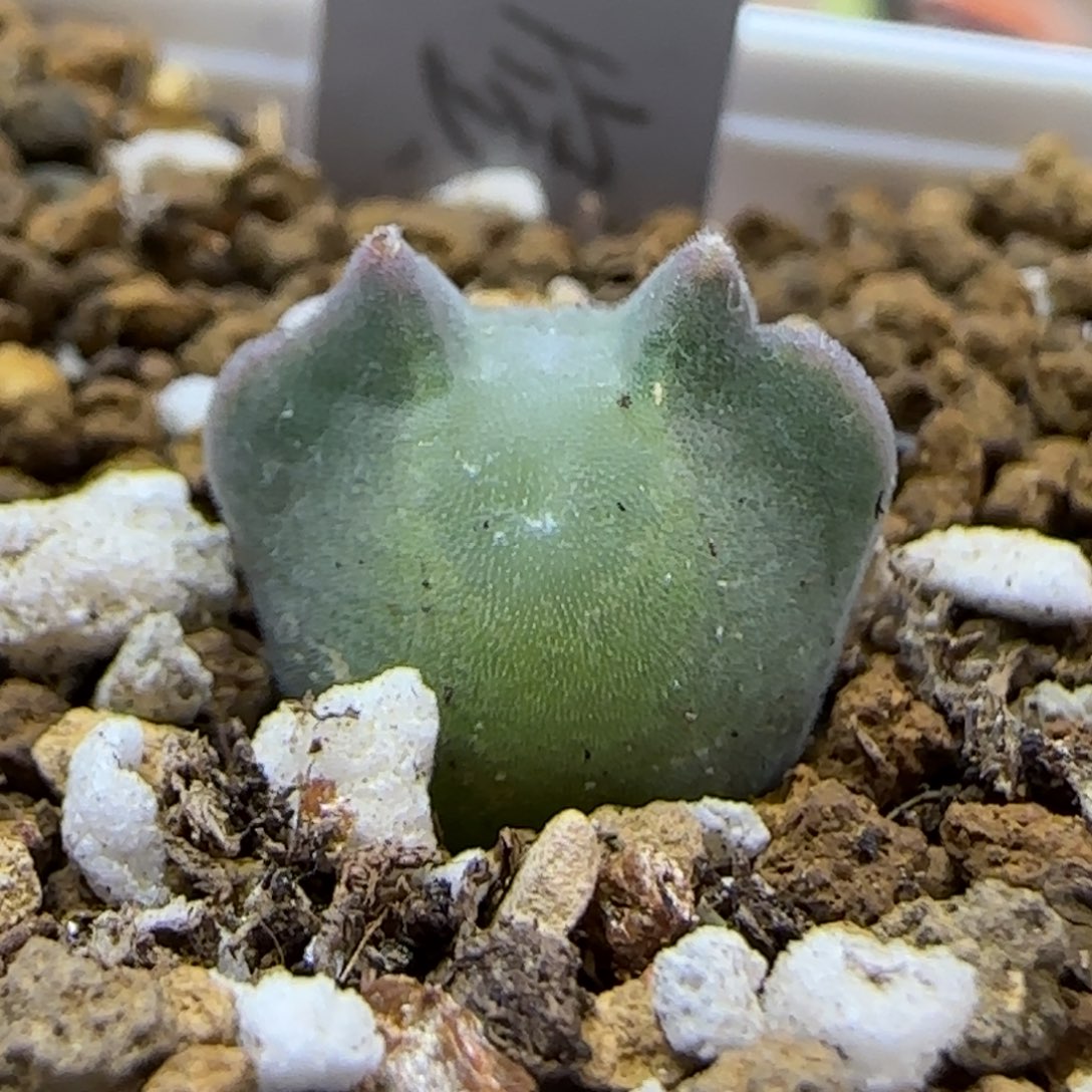 星****11.2 . 小精灵 空蝉.  9030