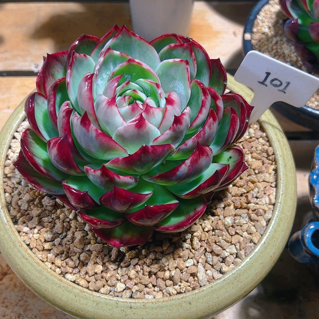 时*姐惊鸿仙子一物一拍101号