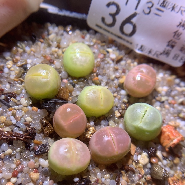 精品生石花113.36