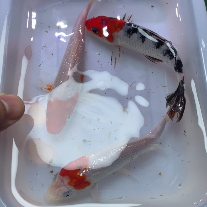 海水鱼红白三色锦鲤不包损