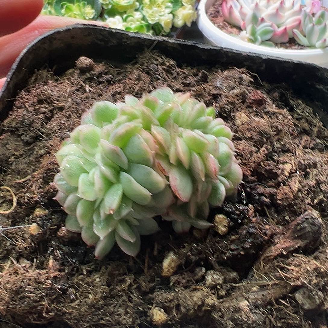 东云锦缀，多肉植物