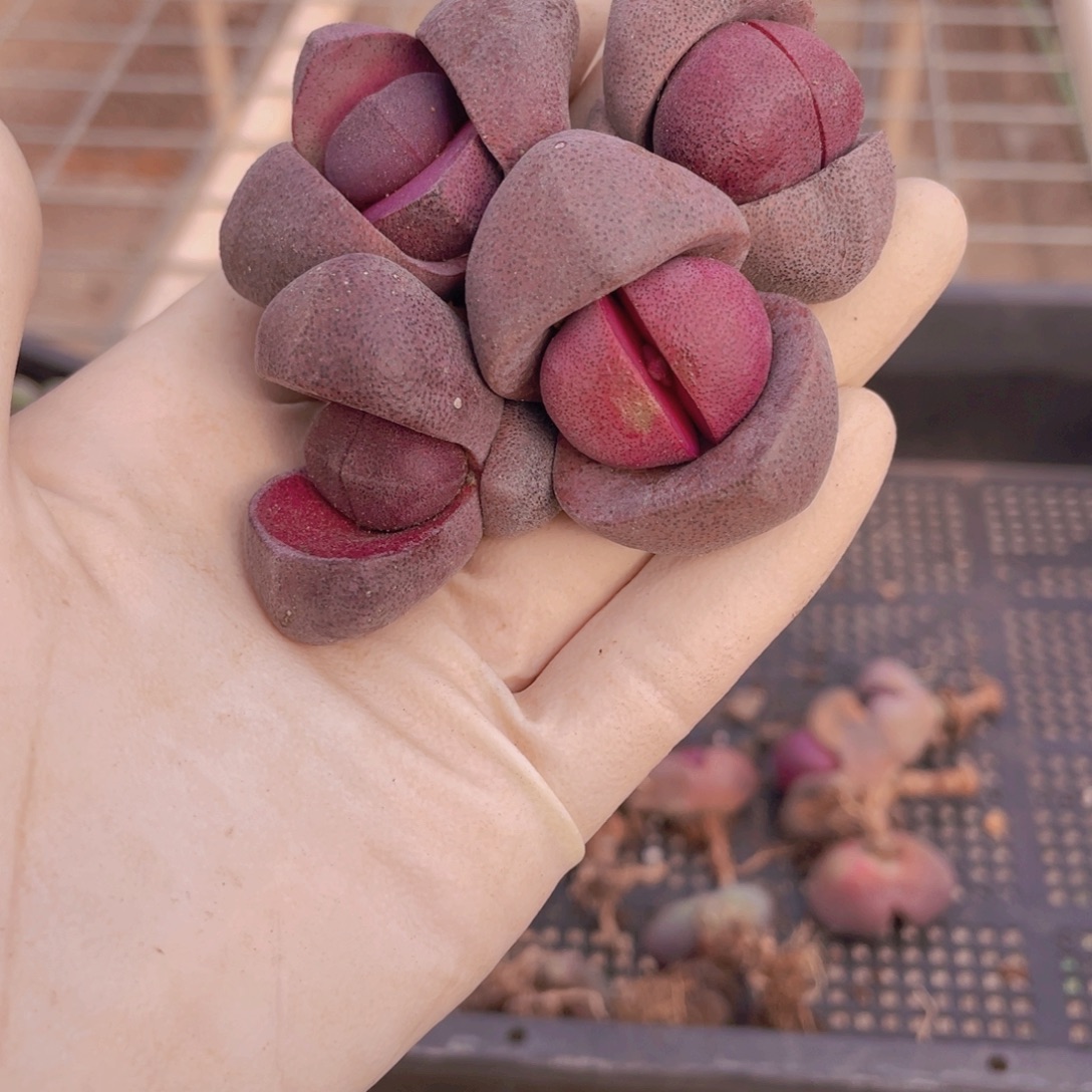 4颗紫元宝8888888888