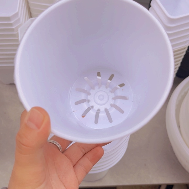 白万象口11高12一组10个