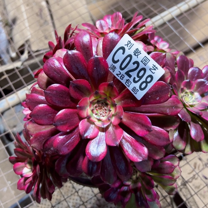 美肌多肉植物法师0298