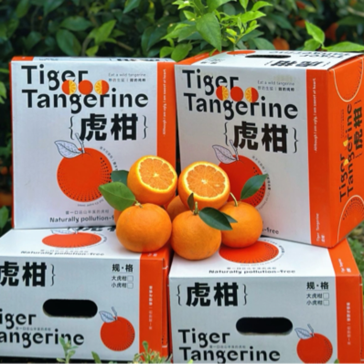 【小爱优选】云南高原虎柑4.5斤装-树上鲜果