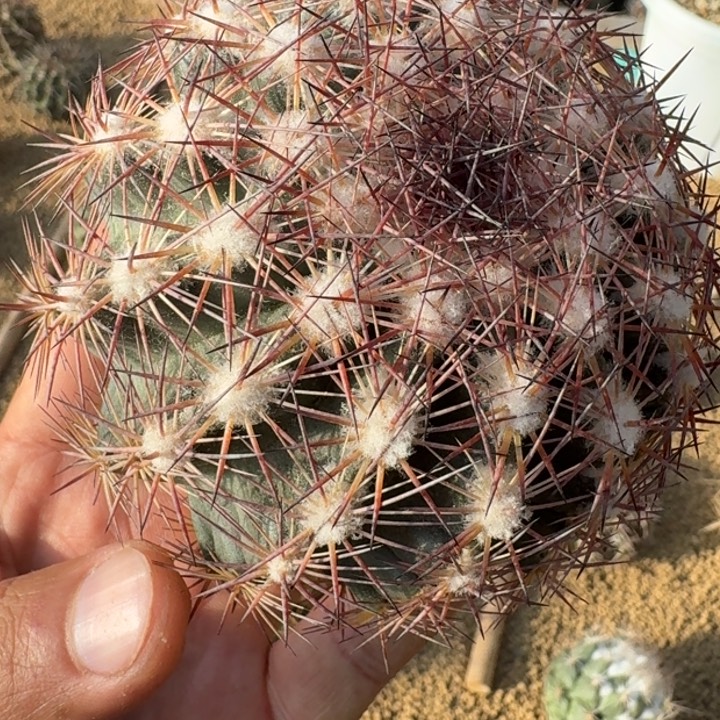 凌玉有根66666666666666666