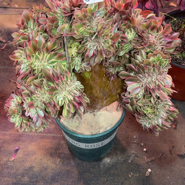 洛神缀318多肉法师一物一拍