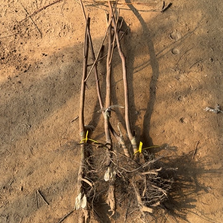 受伤的丽玉+尖柿不包成活