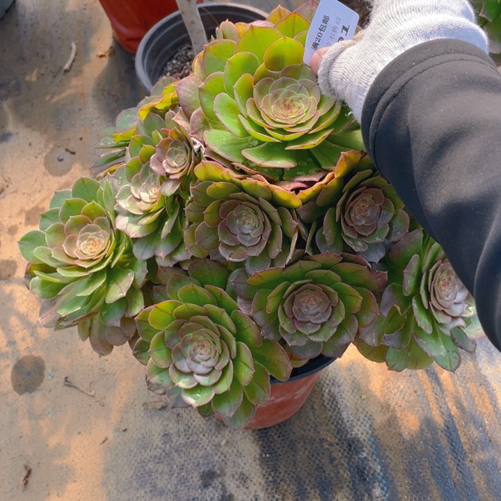 201万法师多肉断枝不售后