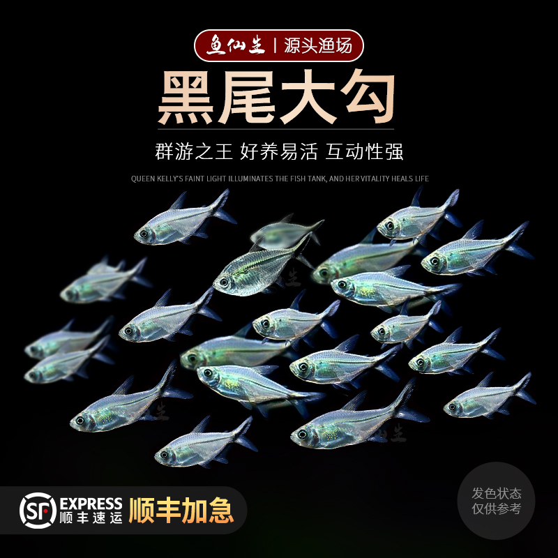 [直播优惠]精品黑尾大勾草缸群游鱼淡水天使热带黑尾大勾鱼观赏鱼