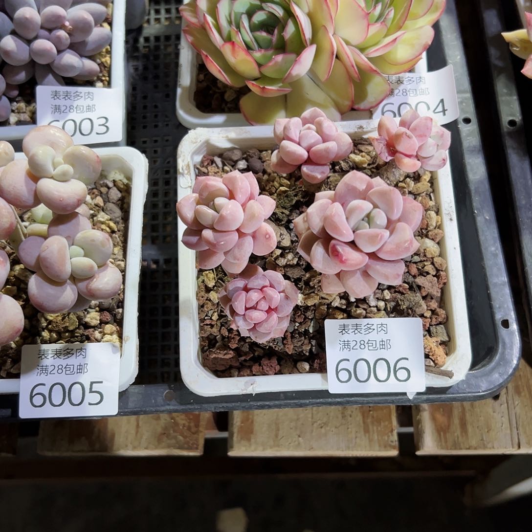 9号胖*吖我们的确是一6006