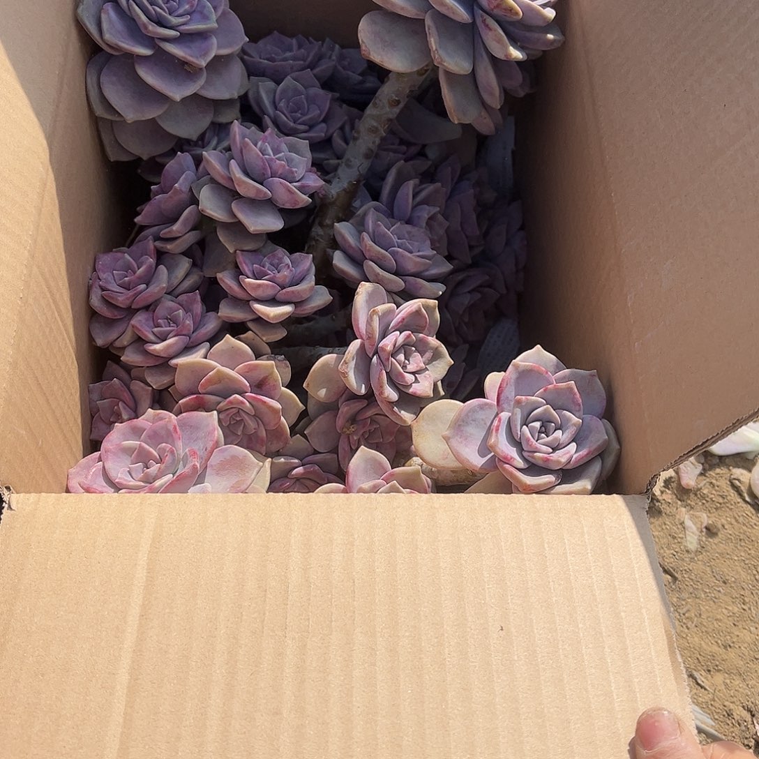 随***缘11紫乐断枝断头不售后