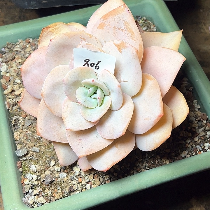 人*806/////////////