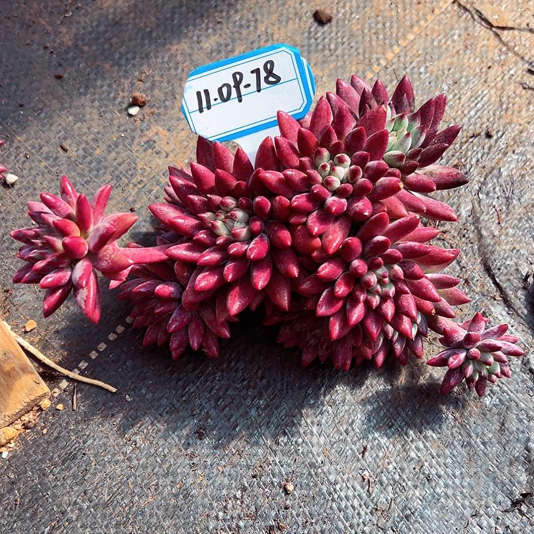 1109-78虞美人树（有黑皮）