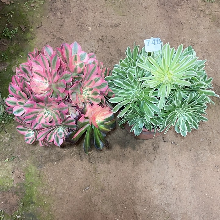 多肉法师多肉 740 碧浪女巫