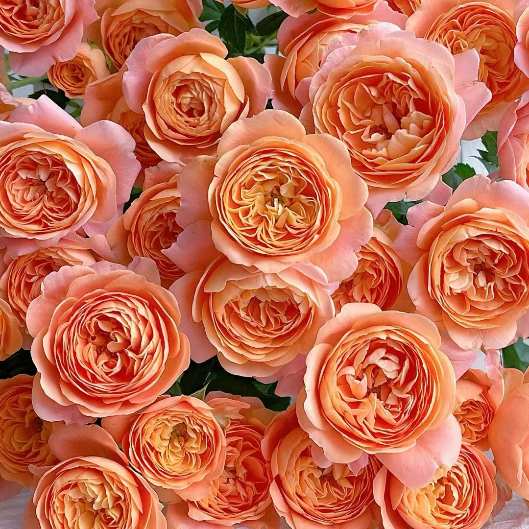 【大聪明卖花】果汁阳台多头玫瑰-任意2单鲜花包邮发货后不支持退款