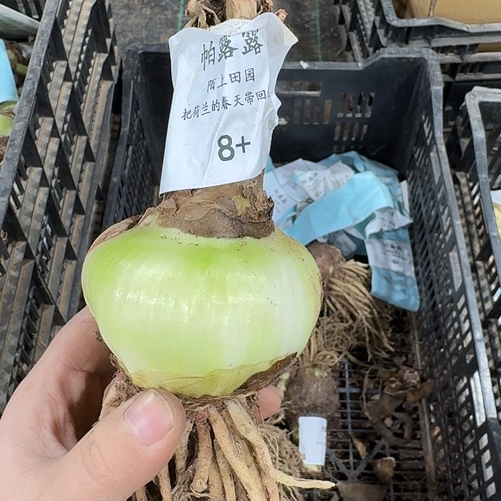 朱顶红-帕露露8厘米