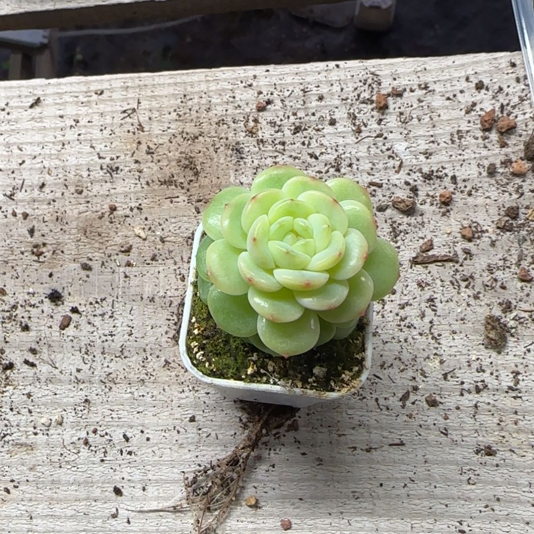 E*** 遥秃头盆1床一个满25包邮