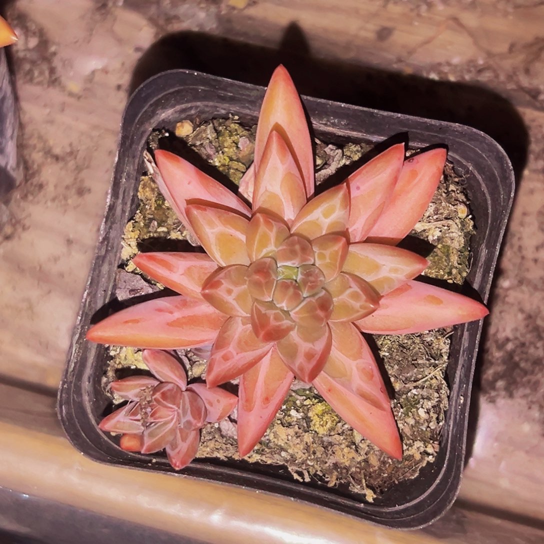 桔云多肉美人精品系列