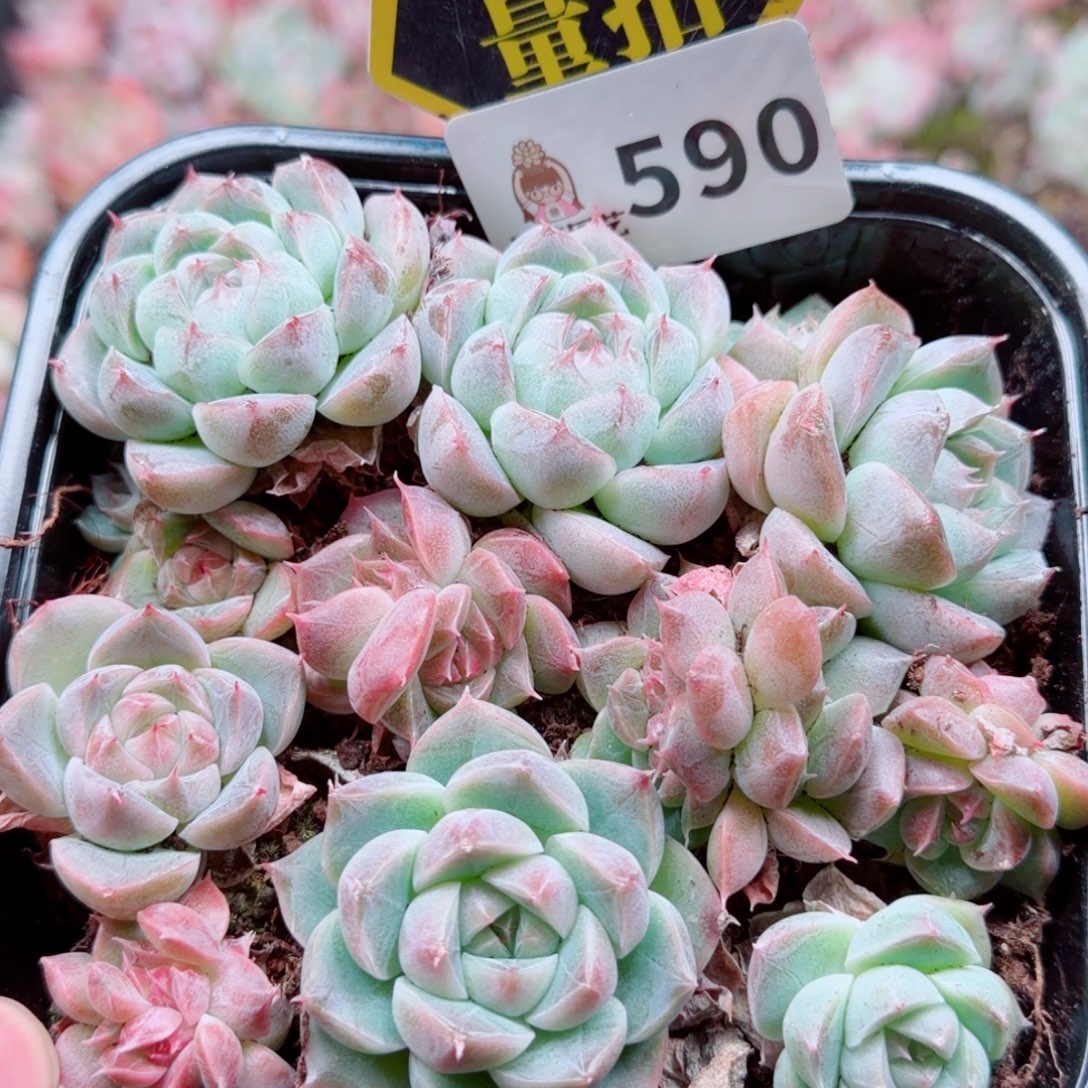 多肉植物多肉植物