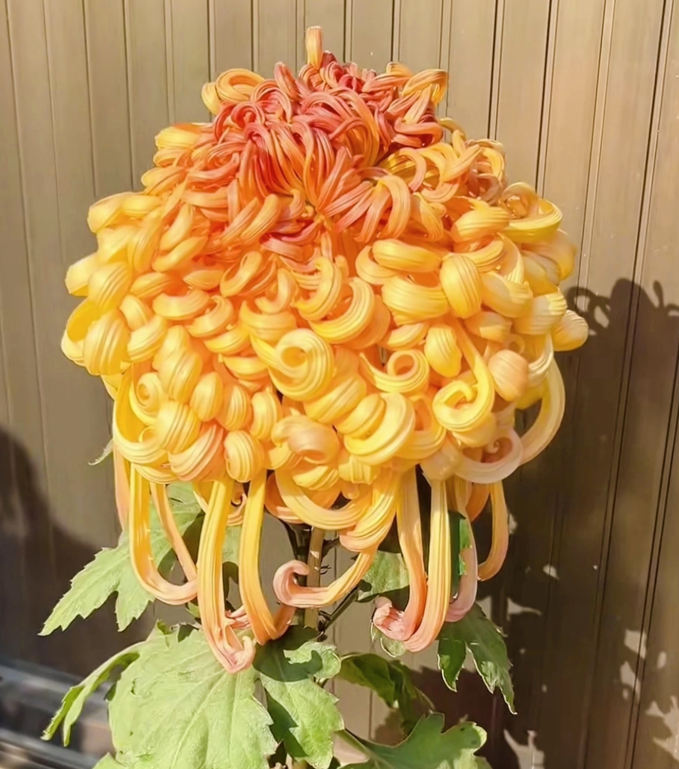 【七彩北汤】大菊花高端盆栽可阳台地栽花卉绿植