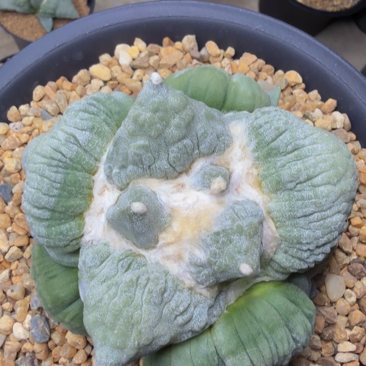 超浓白瀑布刺眼红血怒