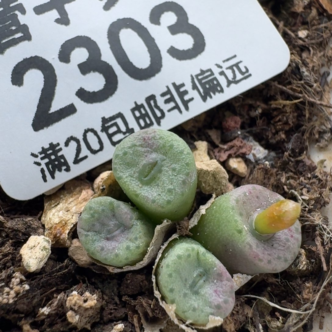 F纽扣脱土4头。      