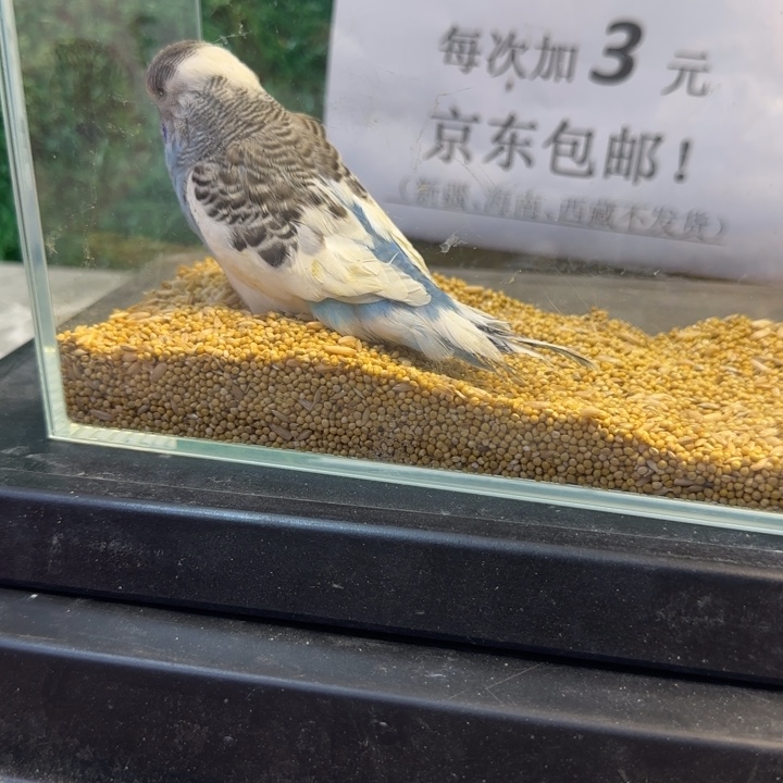 虎皮鹦鹉大头虎皮鹦鹉