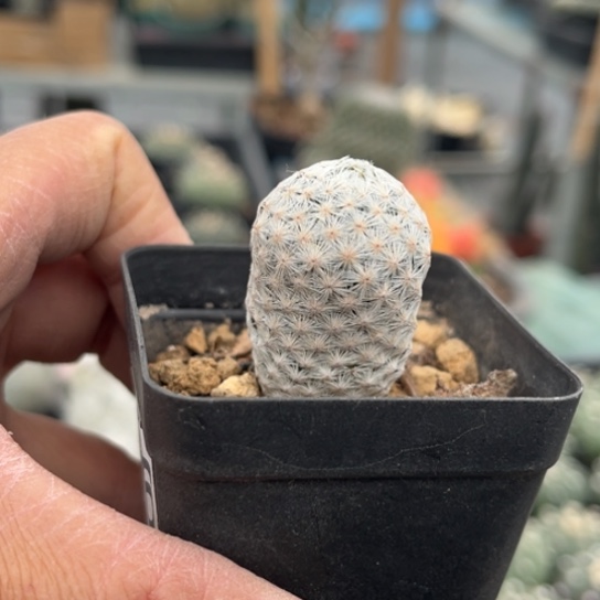 当前无花栽培后可以开花实生白鸟