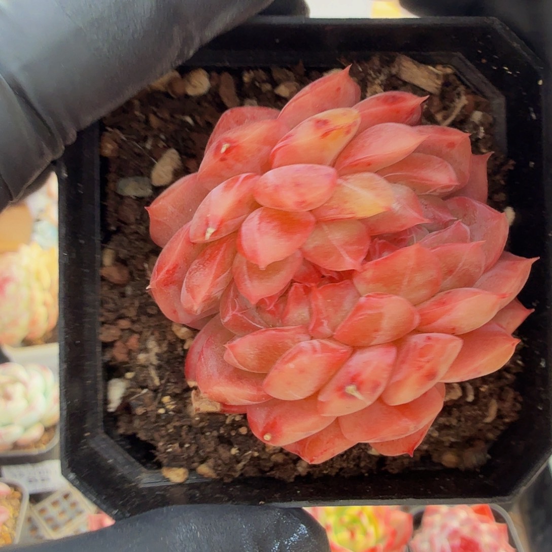 1209-89溏心缀化a