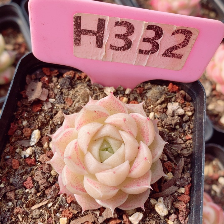 麦秆4cm多肉植物