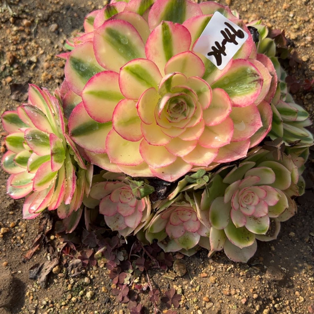 46荔枝多肉植物多肉